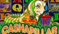Cashapillar